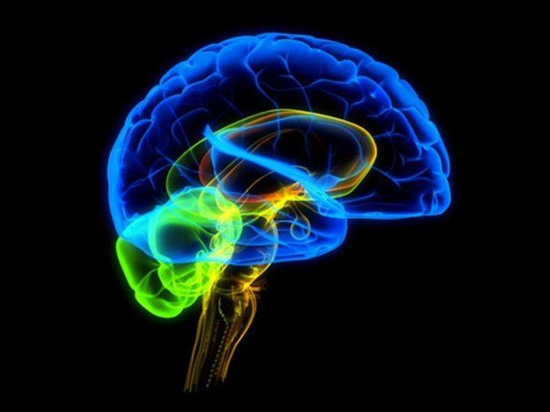 Как работают полушария головного мозга?