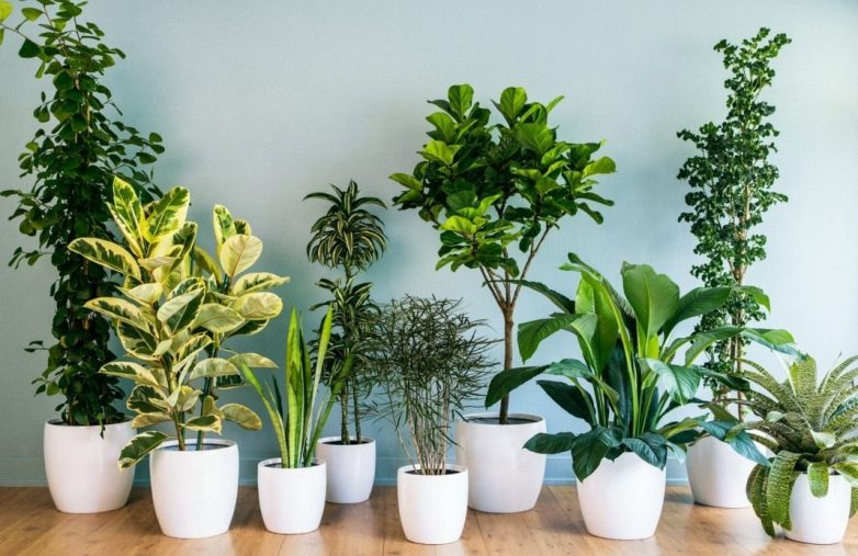 Почему комнатные растения могут быть опасны?