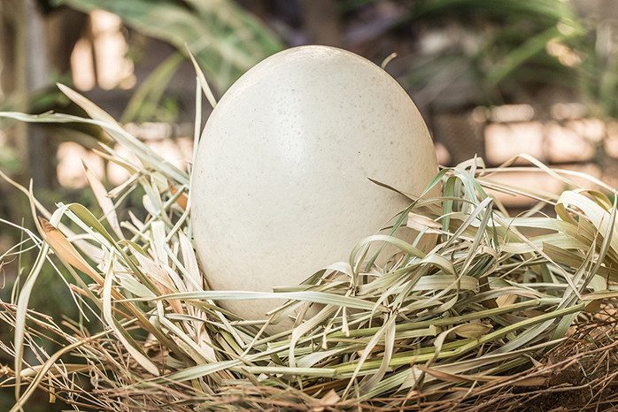 10 важных фактов о куриных яйцах