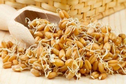 Лечение организма пророщенной пшеницей