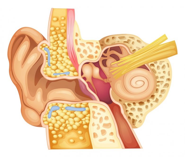 Продукты, способствующие улучшения слуха