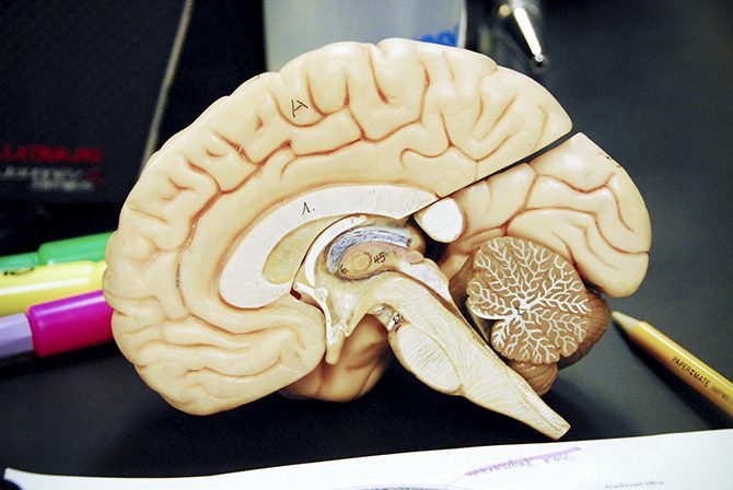 33 интересных факта о человеческом мозге, которые вы не знали!