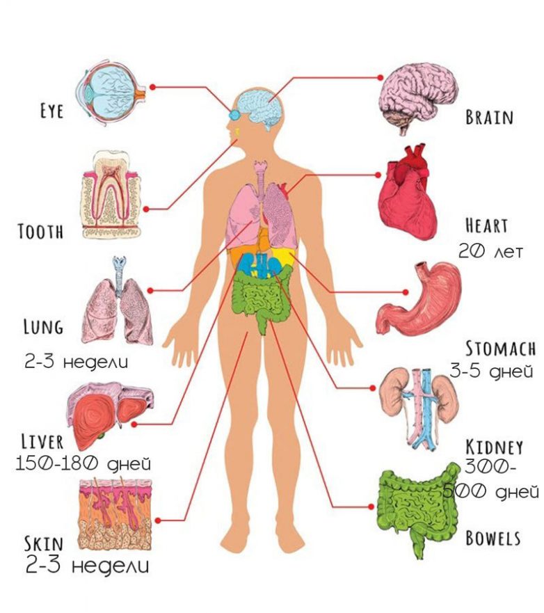 С какой периодичностью обновляется организм