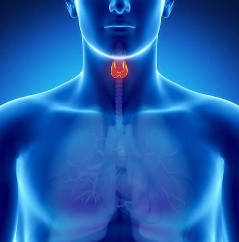 8 золотых правил для здоровья щитовидной железы