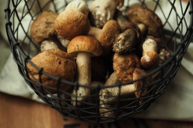 Как действуют на организм ядовитые грибы