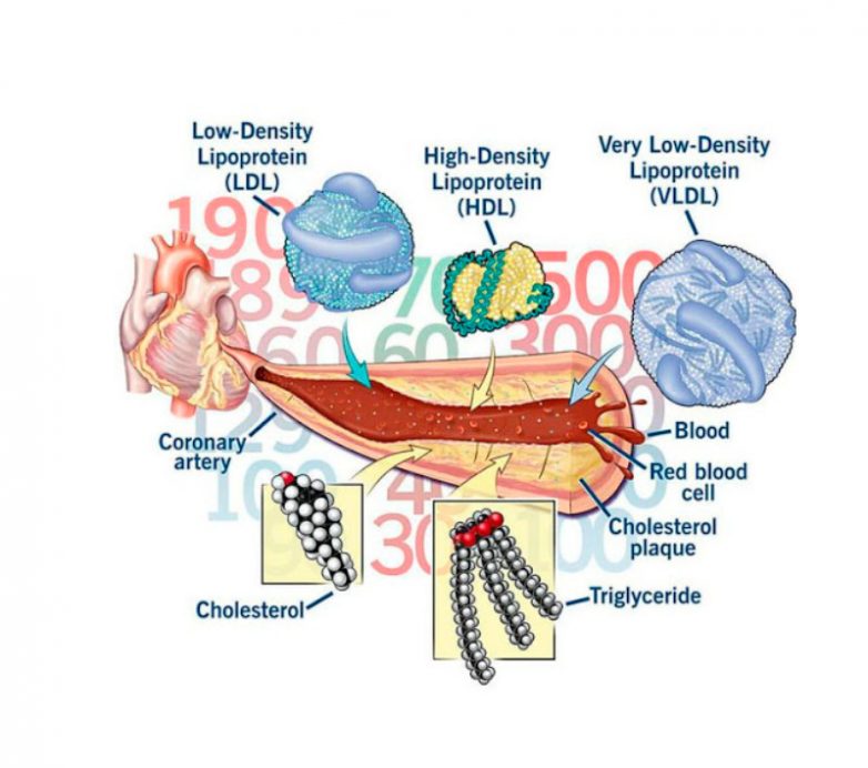 Что нужно знать о холестерине
