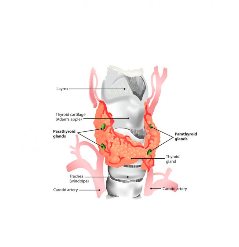 Признаки заболеваний щитовидной железы