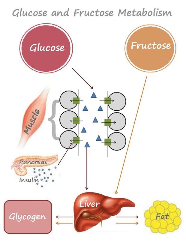 Как фруктоза приводит к диабету