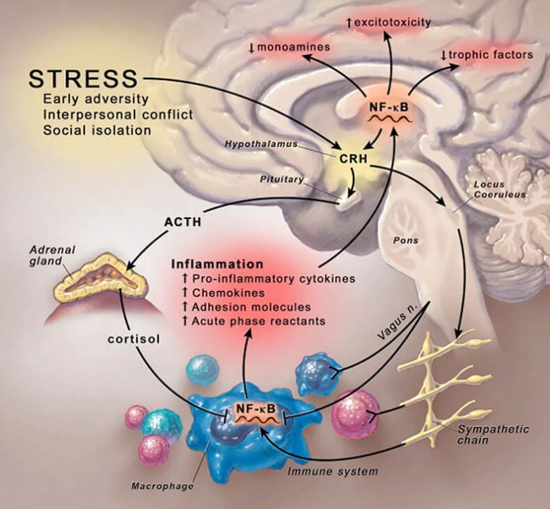 Связь между стрессом и ресурсами здоровья