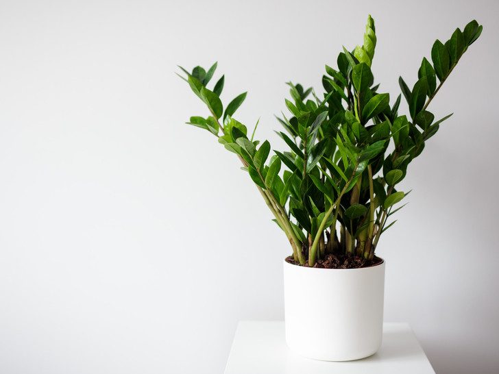 Ядовитые комнатные растения, которые медленно, но верно убивают ваше здоровье