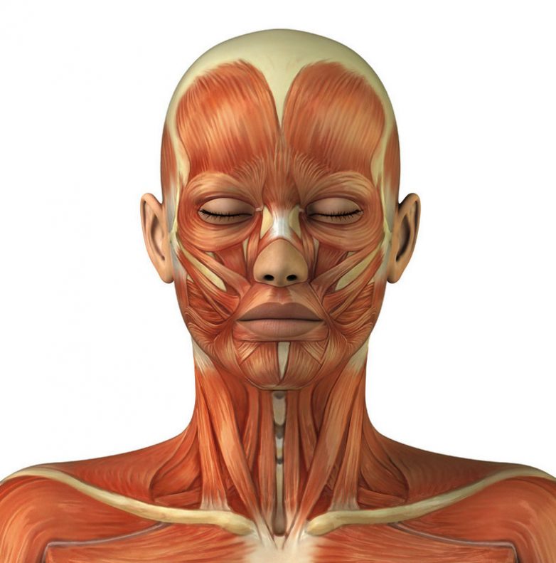 4 типичных мышечных зажима головы и шеи