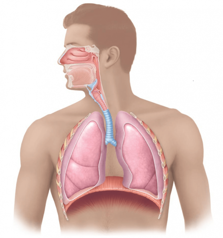 Первые симптомы туберкулеза гортани