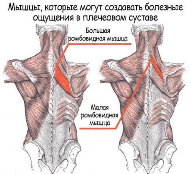 Растягивающие упражнения для снятия боли в плечах