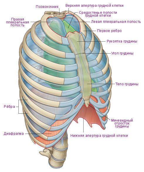Грудная клетка - наша опора и защита