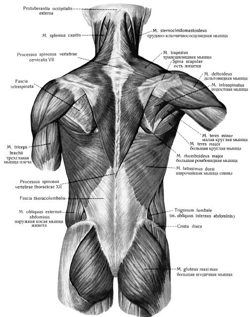 Упражнения для растяжки. Мышцы спины, шеи и ног