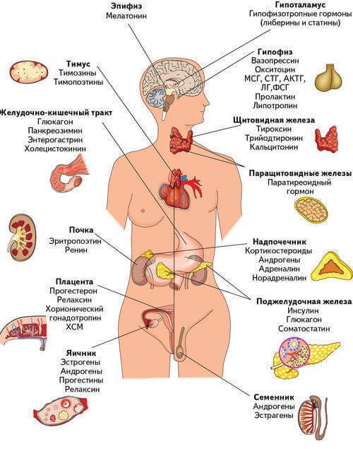 5 причин влюбиться в свою эндокринную систему