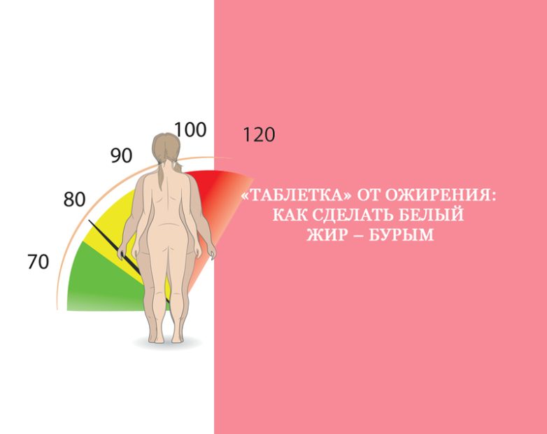 Как сделать белый жир – бурым. «Таблетка» от ожирения
