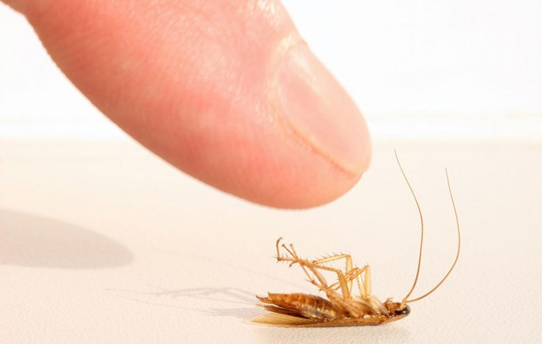 Как вывести тараканов раз и навсегда