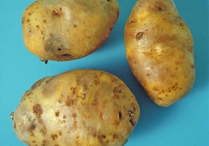Несколько советов, которые помогут правильно выбрать молодой картофель