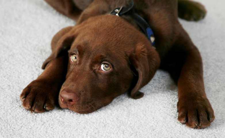 10 лайфхаков, которые приведут в восторг владельцев собак