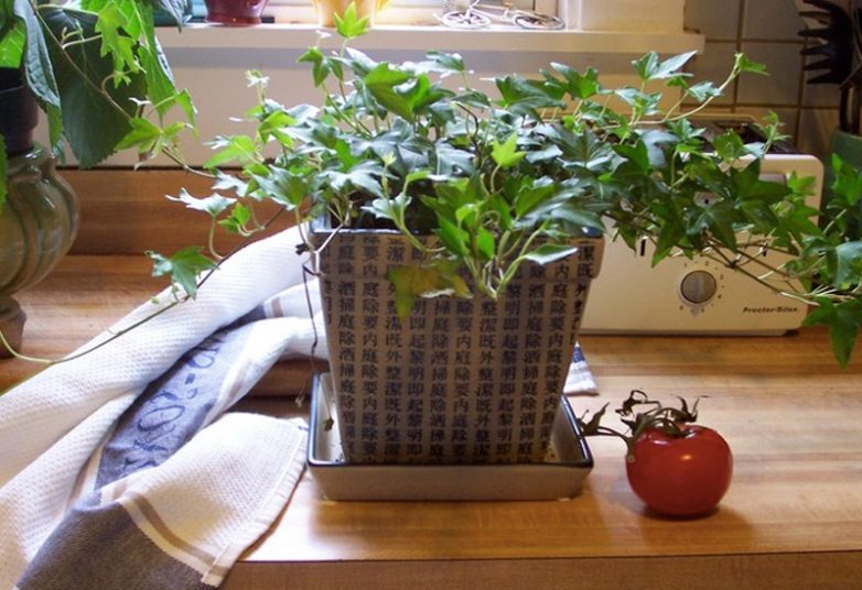 10 домашних растений, которые снабдят вас бесплатным кислородом