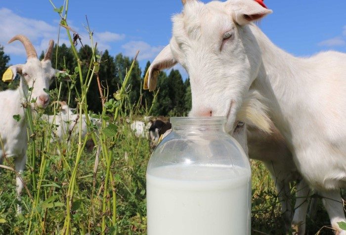 Как проверить магазинное молоко по всем параметрам?