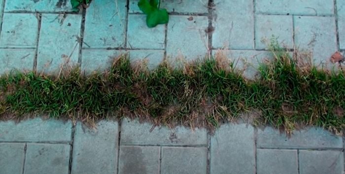 Простой способ, который позволит избавиться от сорняков, прорастающих между тротуарной плиткой