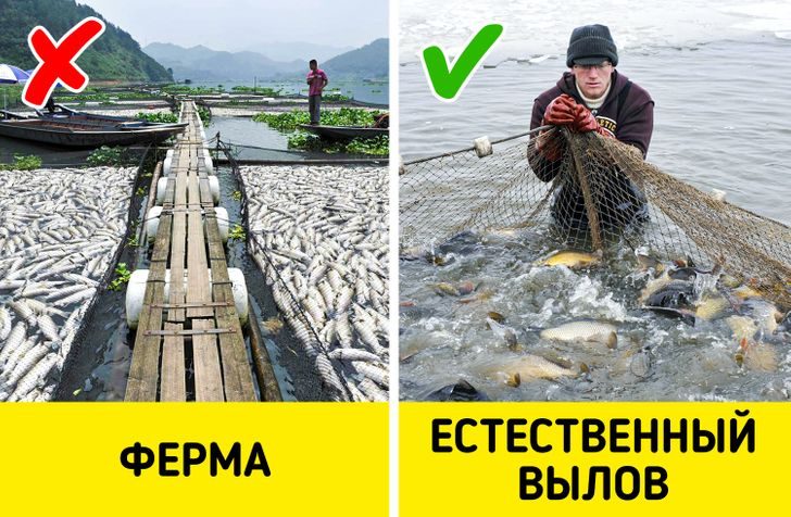 Признаки опасной рыбы, которую ни в коем случае не нужно покупать