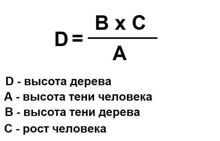 Как можно измерить высоту дерева, не забираясь на него?