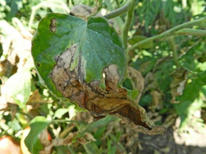 Чем по осени обработать грядки, чтобы впоследствии никакая зараза не тронула огурцы и помидоры