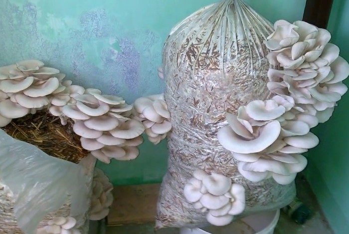 Выращиваем грибы дома