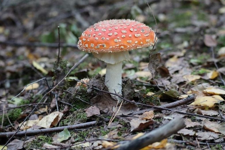 7 опасных грибов, которые могут отправить вас к праотцам