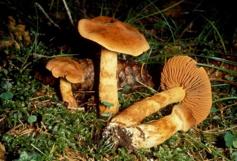 7 опасных грибов, которые могут отправить вас к праотцам