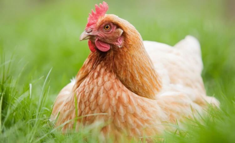 Почему дорожает мясо курицы и приближается по цене к говядине?