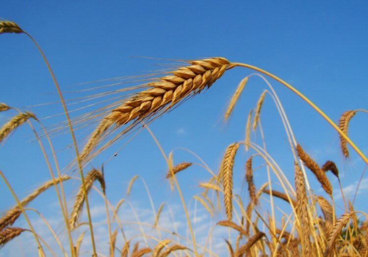 Что произойдёт, если в мире кончится зерно?