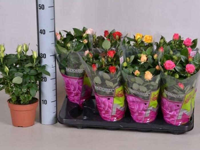 Деньги на ветер: 5 капризных комнатных растений, о покупке которых вы пожалеете