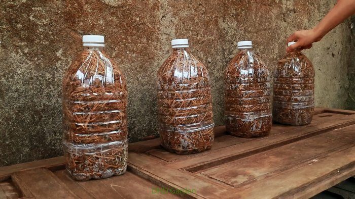 Вешенки в бутылках: инструкция по выращиванию