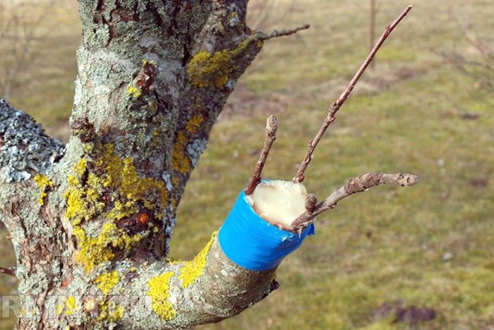 Весна близко: 7 ошибок садоводов, которые губят деревья