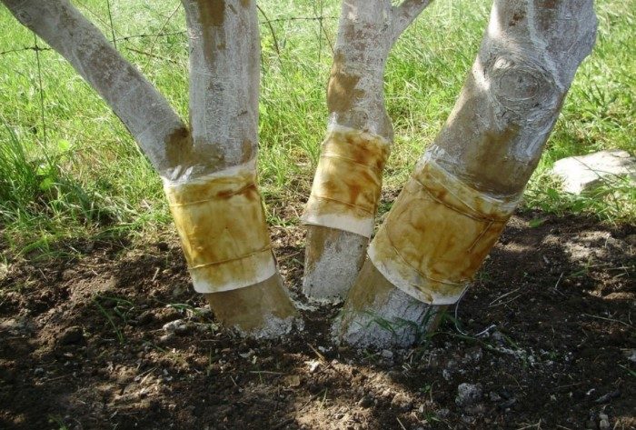 Весна близко: 7 ошибок садоводов, которые губят деревья