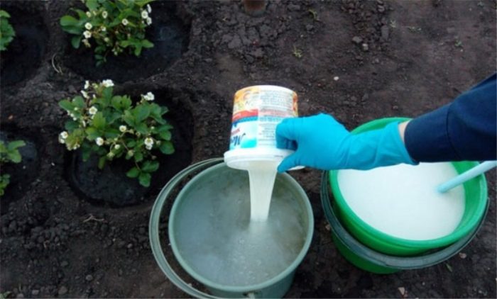 Как правильно организовать молочную подкормку клубники, чтобы собрать богатый урожай