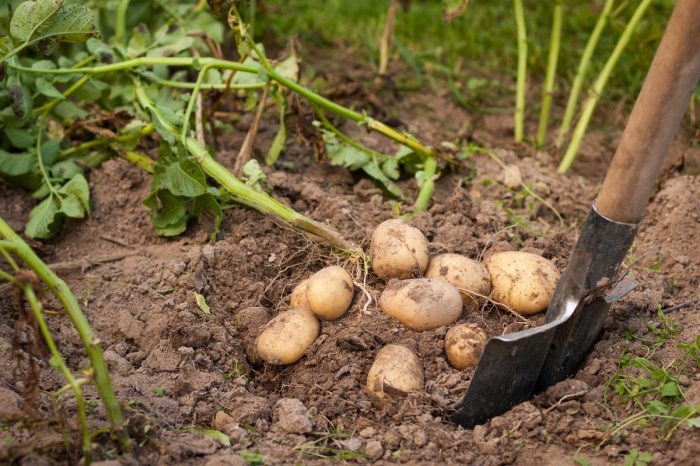 Дачные хитрости: что подсадить в лунку к картофелю, чтобы получить сверхурожай