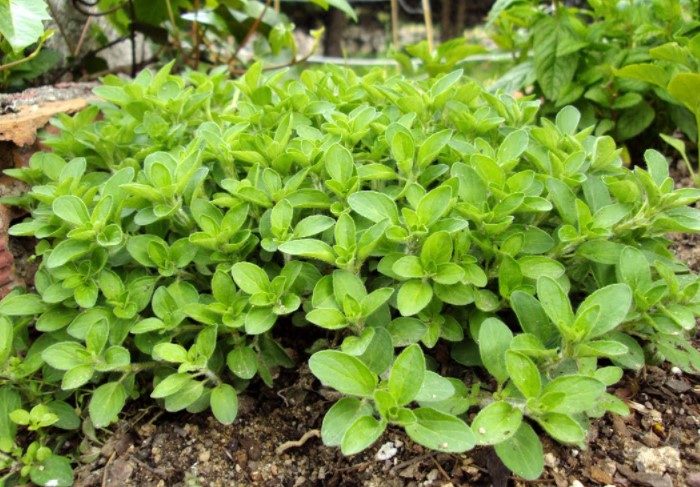 7 ошибок при выращивании пряной зелени, о которых должен знать каждый садовод