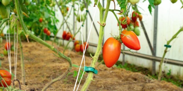 Как правильно подвязывать помидоры в открытом грунте и зачем это делать
