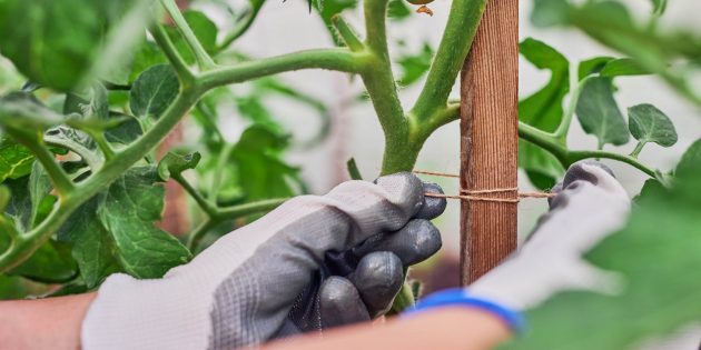 Как правильно подвязывать помидоры в открытом грунте и зачем это делать