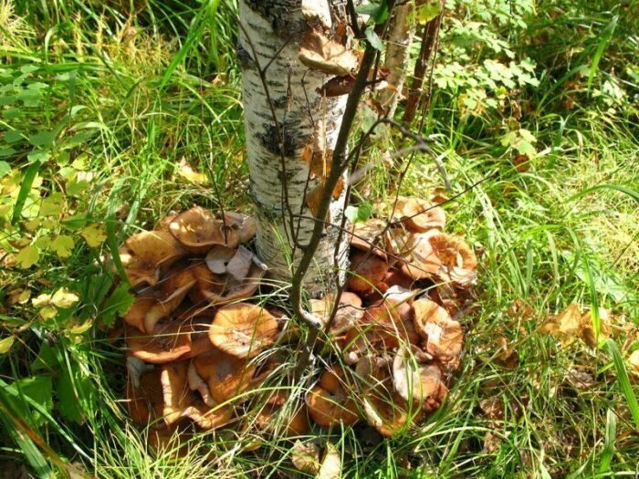 Как вырастить на дачном участке лесные грибы