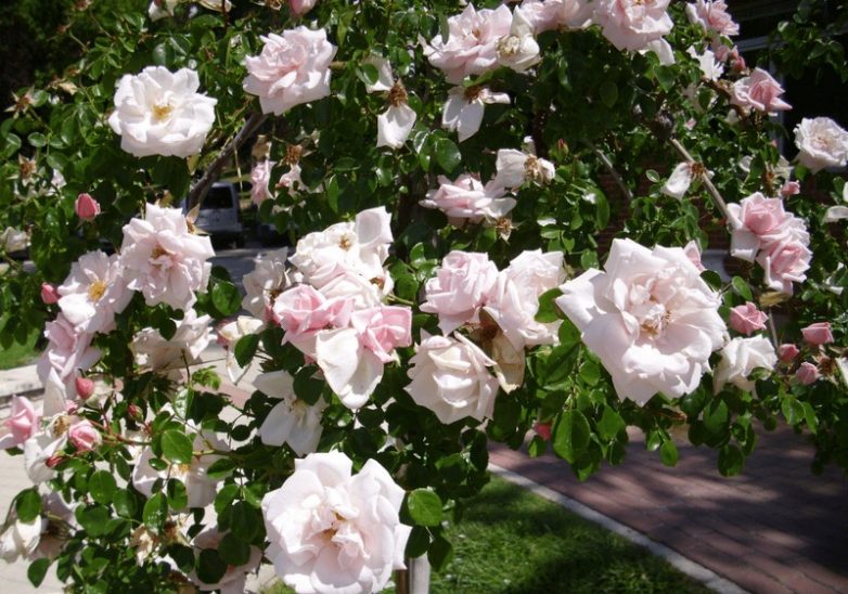10 красивейших сортов роз, от которых невозможно оторвать взгляд
