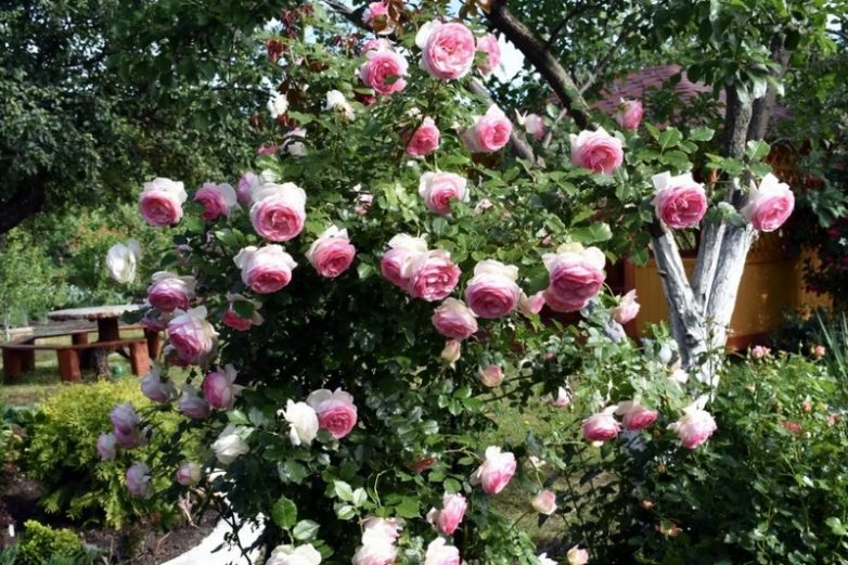 10 красивейших сортов роз, от которых невозможно оторвать взгляд