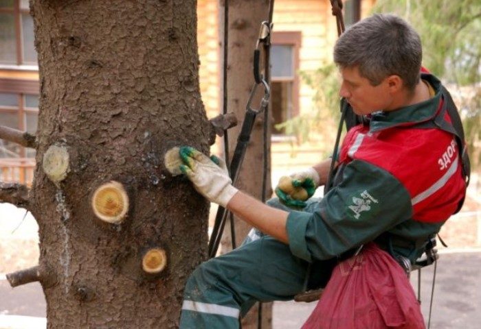 7 техник обрезания веток, за которое дерево будет вам благодарно