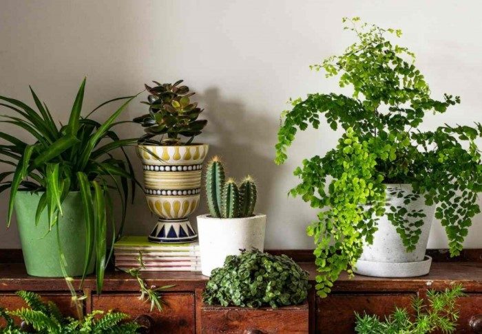 7 хитростей для полива комнатных растений