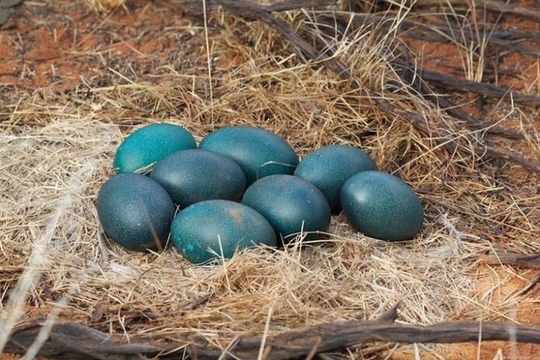 10 видов самых дорогих птичьих яиц в мире